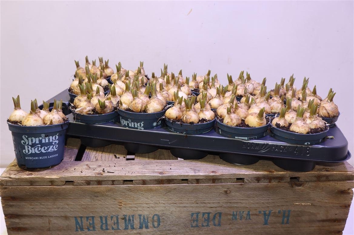 <h4>arr8 Muscar Blue Lagoon</h4>