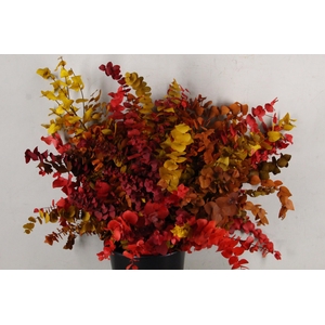 PF Euca Stuart Autumn Bs 150g