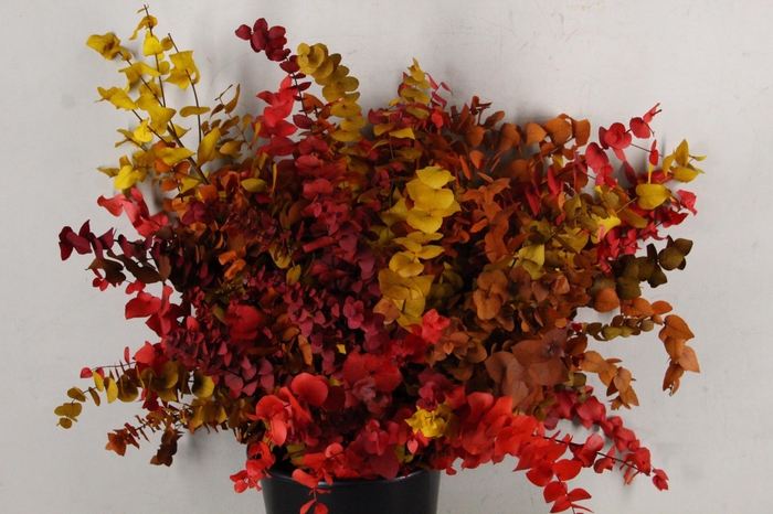 <h4>PF Euca Stuart Autumn Bs 150g</h4>