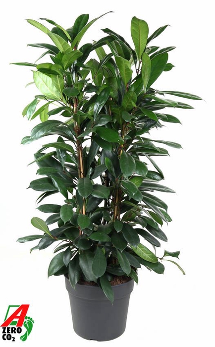 <h4>Ficus cyathistipula</h4>