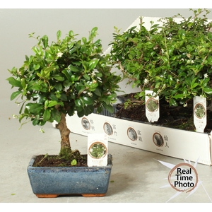 BONSAI GEM
