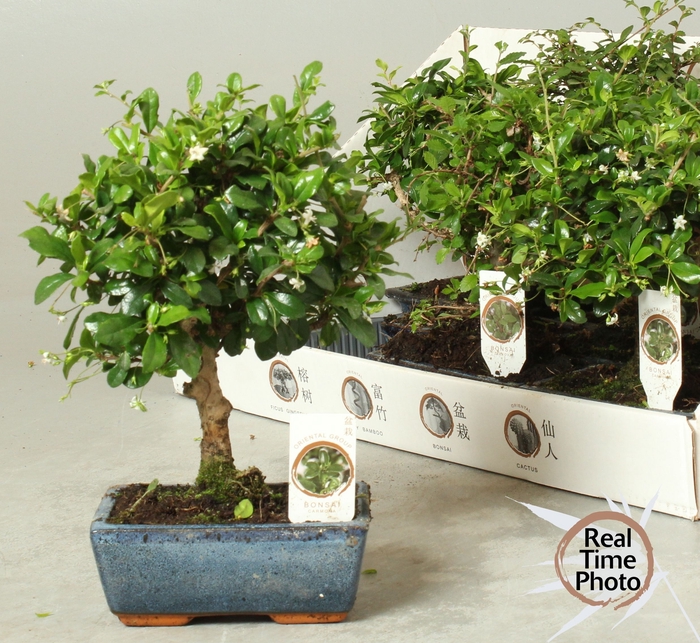 <h4>BONSAI GEM</h4>