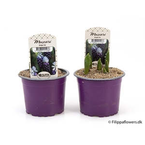 MUSCARI ARMENIACUM p9 grape ice
