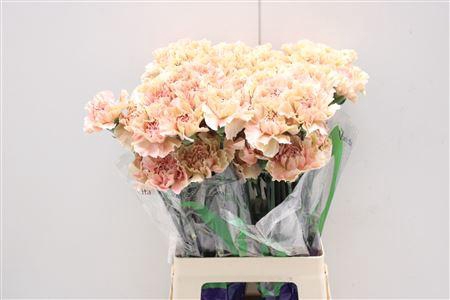 <h4>Di St Creta</h4>