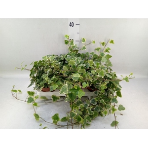 Hedera helix 'White Wonder'