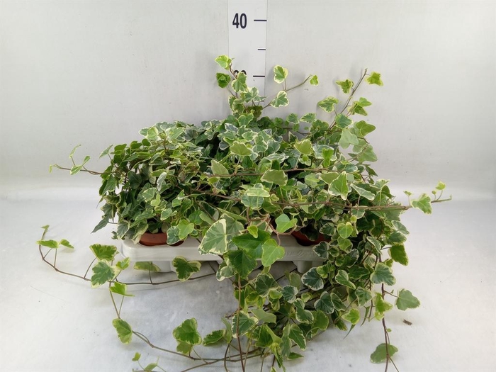 <h4>Hedera helix 'White Wonder'</h4>