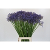 Agapanthus Donau
