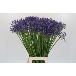 Agapanthus Donau