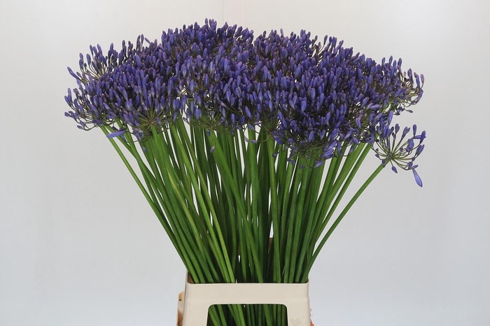 <h4>Agapanthus Donau</h4>