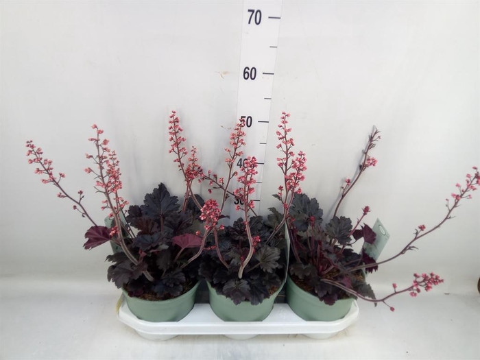 <h4>Heuchera   ...</h4>
