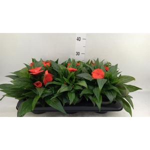 Impatiens NG 'Tamarinda Orange'