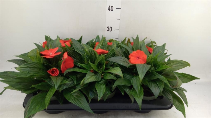 <h4>Impatiens NG 'Tamarinda Orange'</h4>