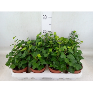 Hedera helix 'Wonder'