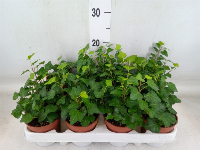 <h4>Hedera helix 'Wonder'</h4>