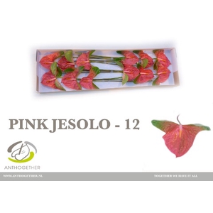 Anthurium Pink Jesolo