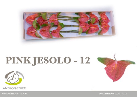 <h4>Anthurium Pink Jesolo</h4>