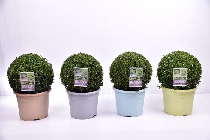 <h4>Buxus sempervirens pastel pot Ø 30-35 cm</h4>