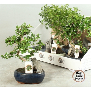 BONSAI GEM