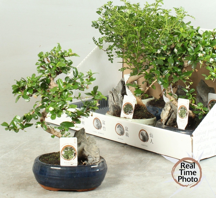 <h4>BONSAI GEM</h4>