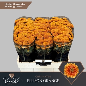 Chr S Ellison Orange