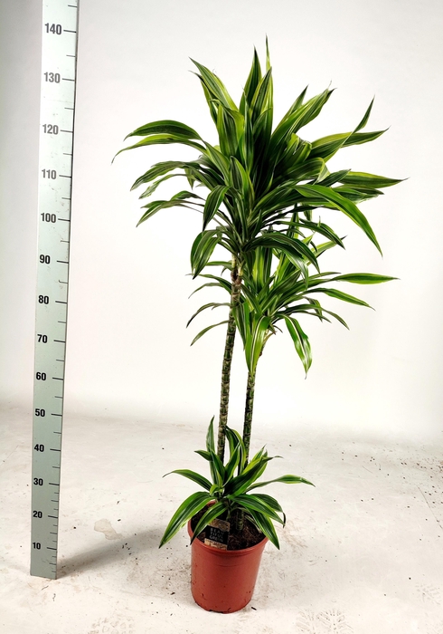 <h4>DRA DE LEMON LIME</h4>