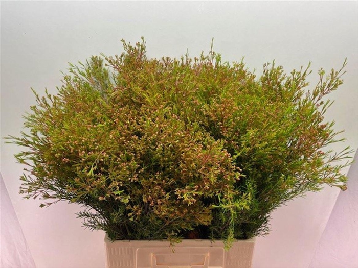 <h4>CHAME UN VEGA BLAD</h4>