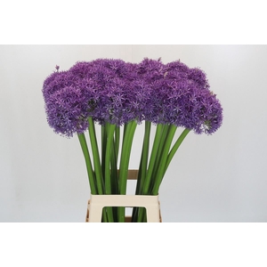 Allium  'Globemaster'