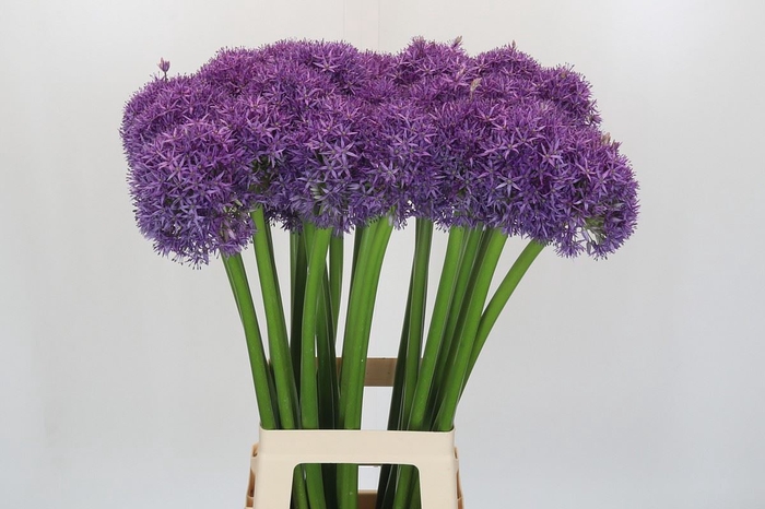 <h4>Allium  'Globemaster'</h4>