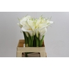 Zantedeschia Eydolls White