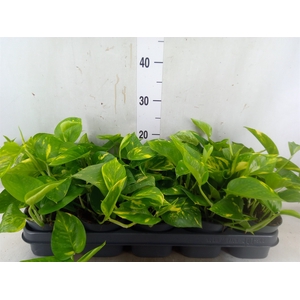 Epipremnum pinn. 'Aureum'