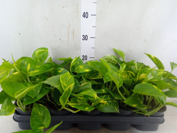 <h4>Epipremnum pinn. 'Aureum'</h4>