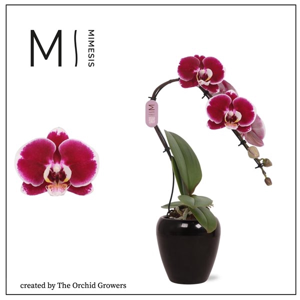 <h4>Mimesis Phal. Swan Red - 1 spike 7cm in Martine Black Ceramic</h4>