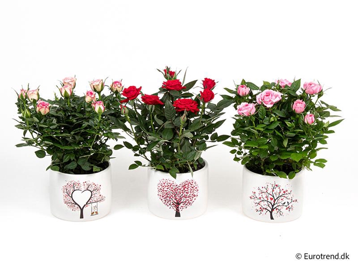 <h4>ROSA-HYBRID KUVERT</h4>