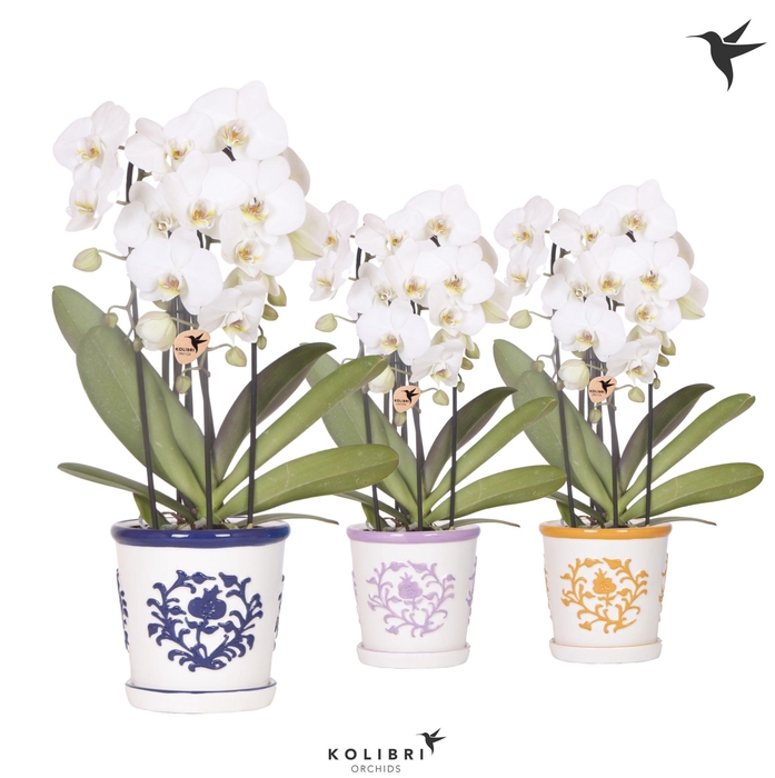 <h4>Kolibri Orchids Cascade Niagara Fall white 3 spike in Malaga pot mix</h4>