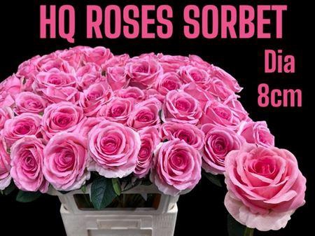 <h4>Hq Roses Sorbet Dia 8 Cm</h4>