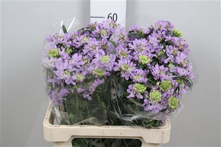 <h4>Scab At F Lavender Scoop</h4>