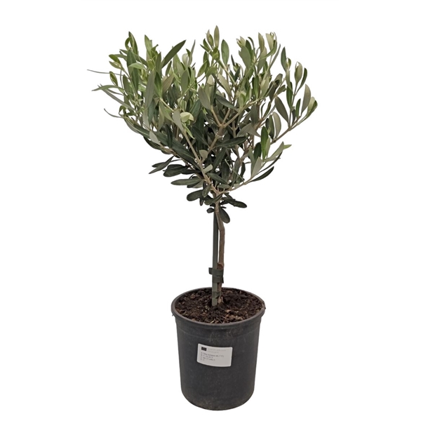 <h4>Olea Europaea Stem -2813</h4>