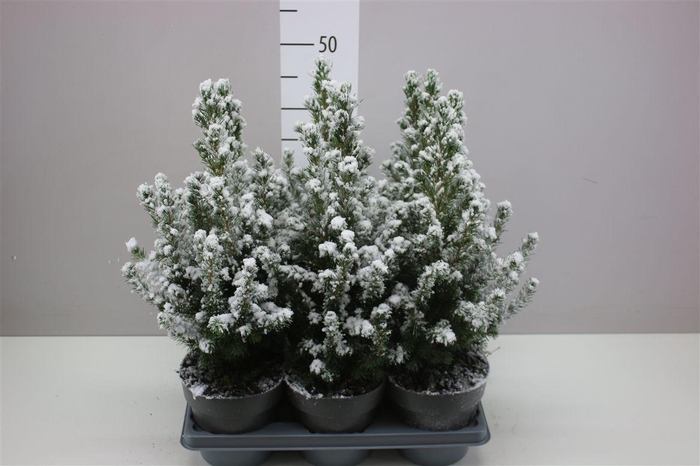 <h4>Picea Gl Conica Snow</h4>