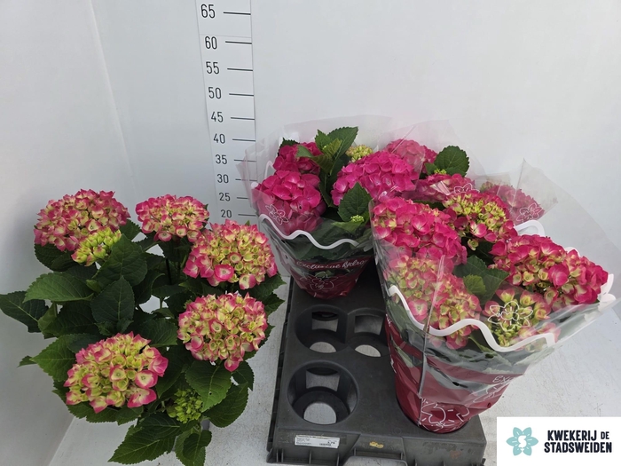 <h4>HYDR M AMSTERDAM</h4>