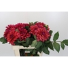 Dahlia American Dawn