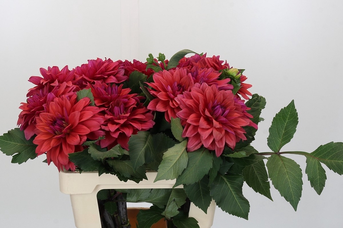 Dahlia American Dawn
