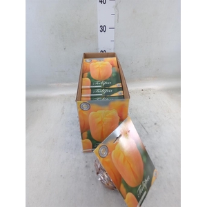 Tulipa   ...flowerbulbs