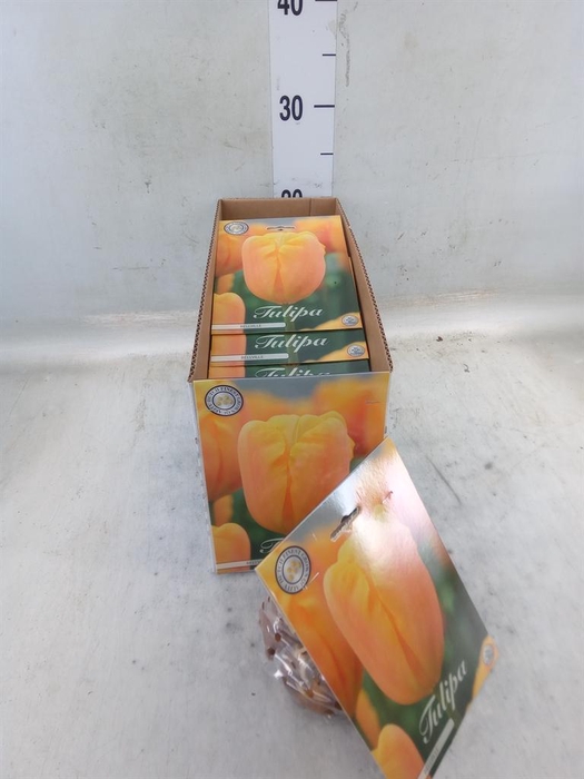 <h4>Tulipa ...flowerbulbs</h4>