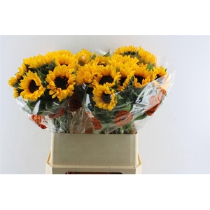 Helianthus Orange Fire