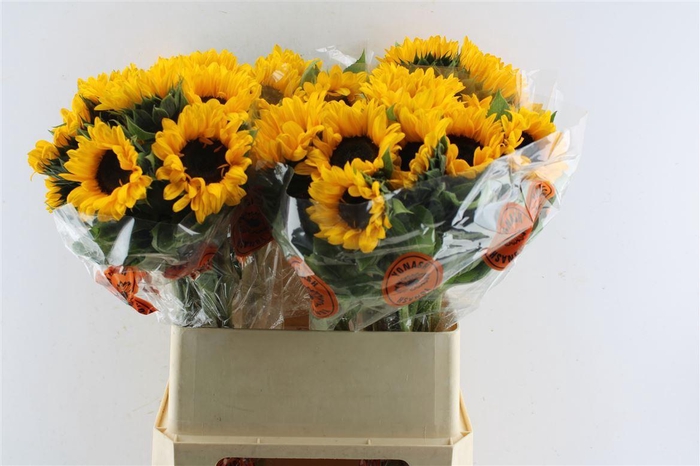 <h4>Helianthus Orange Fire</h4>