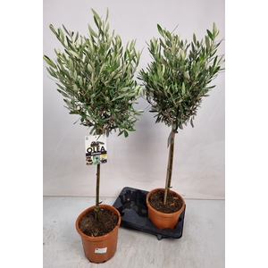 OLEA EUROPAEA