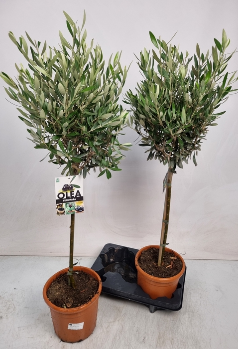 <h4>OLEA EUROPAEA</h4>