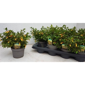 Jacobinia pauciflora