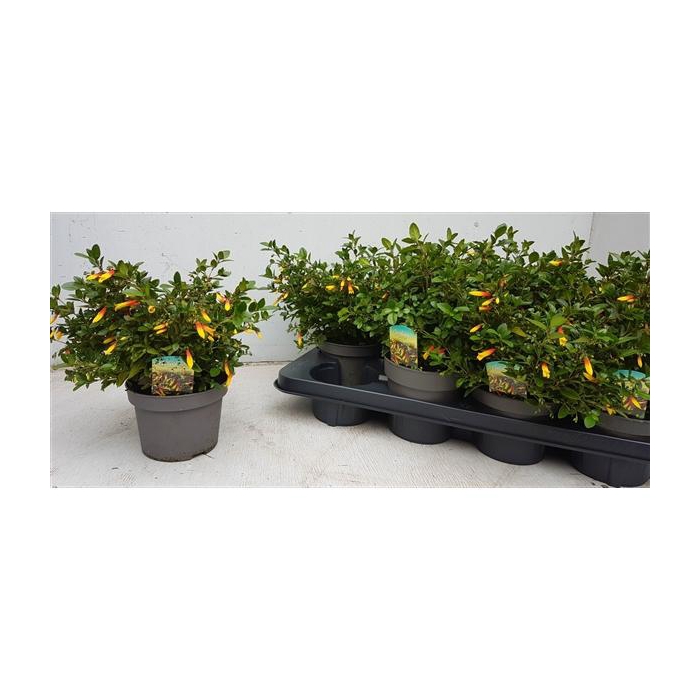 <h4>Jacobinia pauciflora</h4>