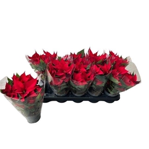 Euphorbia Red